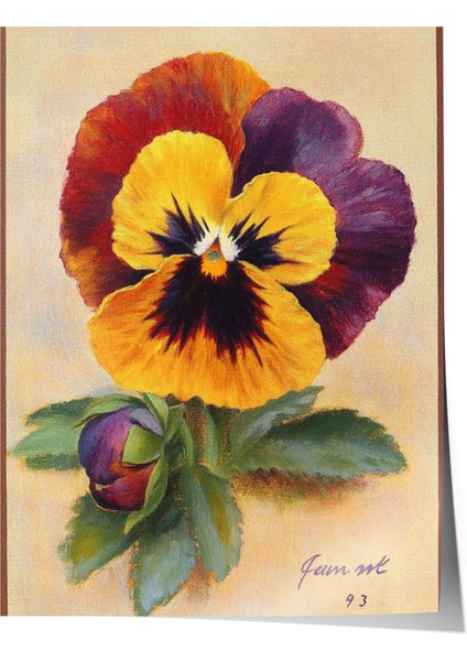 Çerçevesiz Poster, Kırmızı Sarı Menekşe, Eski Stil Bitki Illüstrasyonu Poster No: 107427