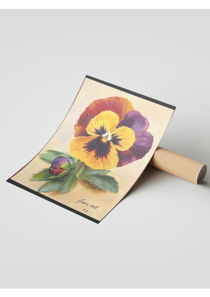 Çerçevesiz Poster, Kırmızı Sarı Menekşe, Eski Stil Bitki Illüstrasyonu Poster No: 107427 modelleri