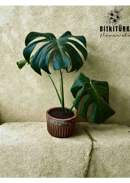 Beton Saksıda Monstera 70_ 80 cm