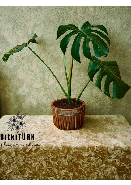 Beton Saksıda Monstera 70_ 80 cm fiyatları