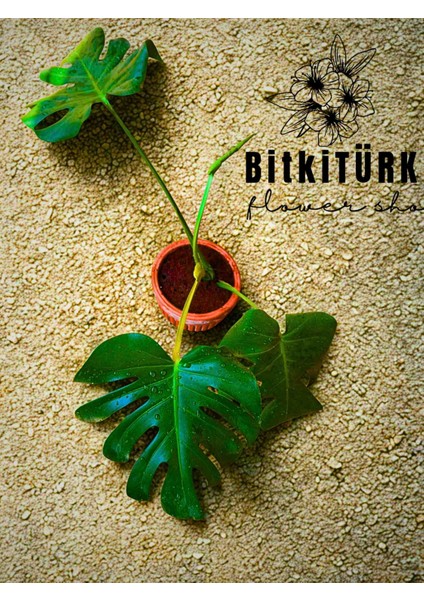 Beton Saksıda Monstera 70_ 80 cm modelleri