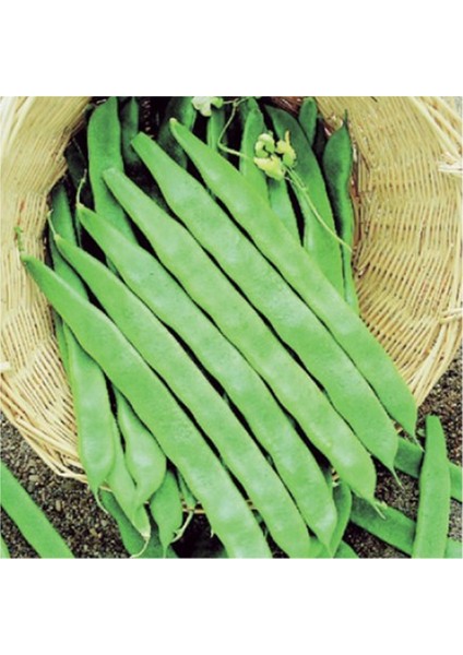 Yerli Ata Tohumu Perolar Uzun-Enli Sırık Erken Fasulye 25 Gr fiyatları