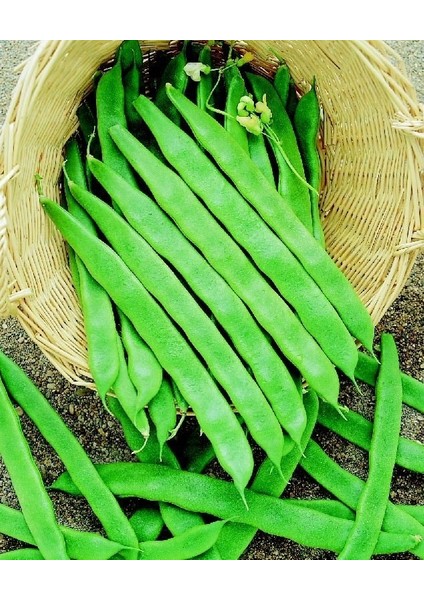 Yerli Ata Tohumu Sırık Uzun-Enli Erken Turşuluk Fasulye 25 Gr (Alacalı) fiyatları