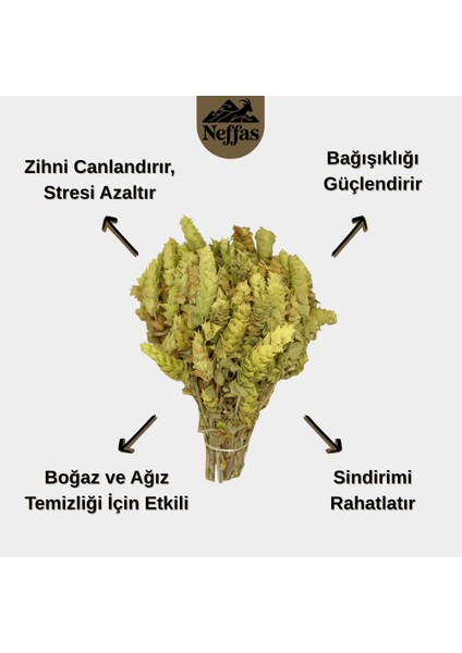 Alanya Adaçayı fiyatları