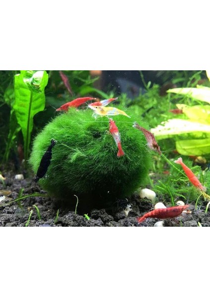 Moss Ball 2 Adet 2-3 cm modelleri