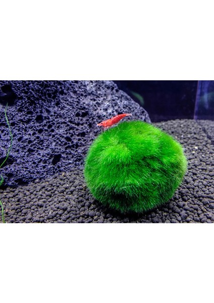 Moss Ball 2 Adet 2-3 cm fırsatları