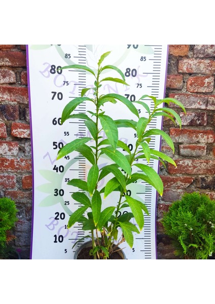 Gece Melisa (Cestrum Nocturnum) - Hoş Kokulu ve Zarif Çiçekli Bitki