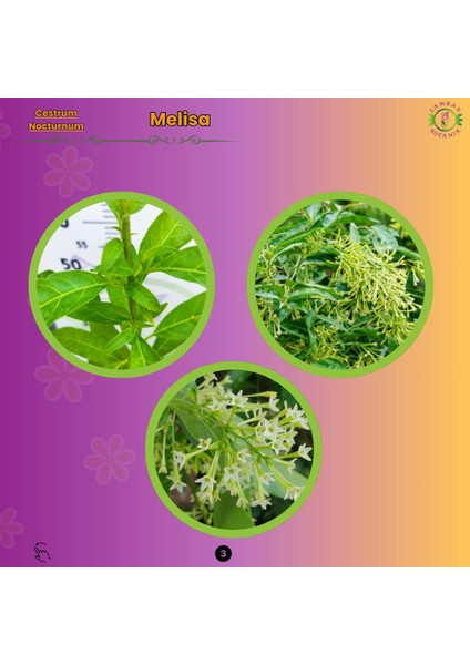 Gece Melisa (Cestrum Nocturnum) - Hoş Kokulu ve Zarif Çiçekli Bitki modelleri