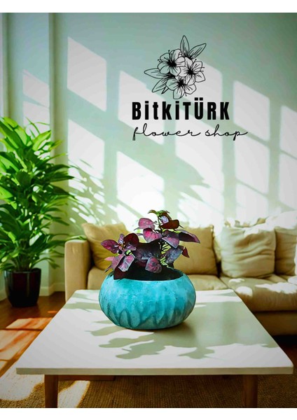 Özel Beton Saksida Benekli Yaprak Bitkisi(Hypostes) Salon ve Hediyelik Bitki modelleri