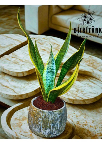 Beton Saksıda Paşa Kılıcı( Sansaveria) Iç Mekan , Salon Bitkisi , Hediyelik.
