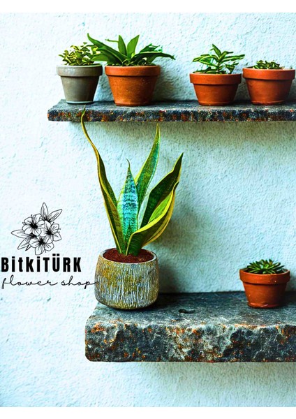 Beton Saksıda Paşa Kılıcı( Sansaveria) Iç Mekan , Salon Bitkisi , Hediyelik. modelleri