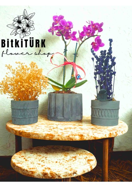 Beton Saksıda Orkide Şoklanmış Lavanta ve Cipso 3lü Set
