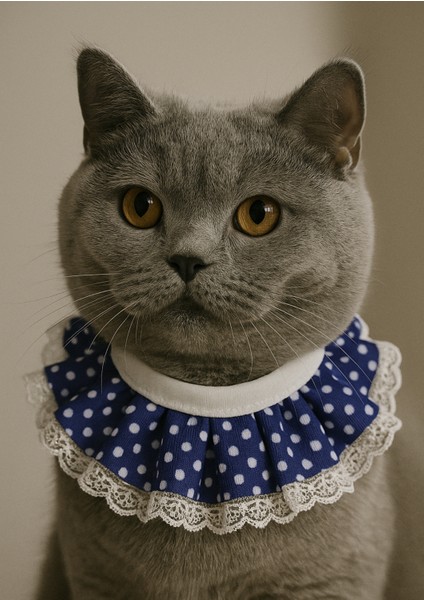 Kedi Prenses Yaka Tasma Mavi Puantiyeli Dantelli