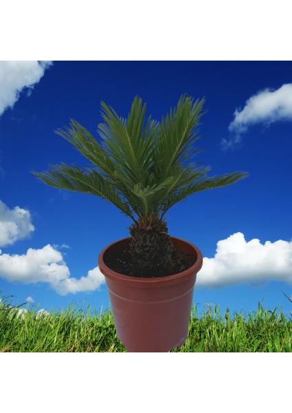 Cycas fiyatları
