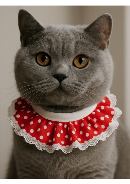 Kedi Prenses Yaka Tasma Kırmızı Puantiyeli Dantelli