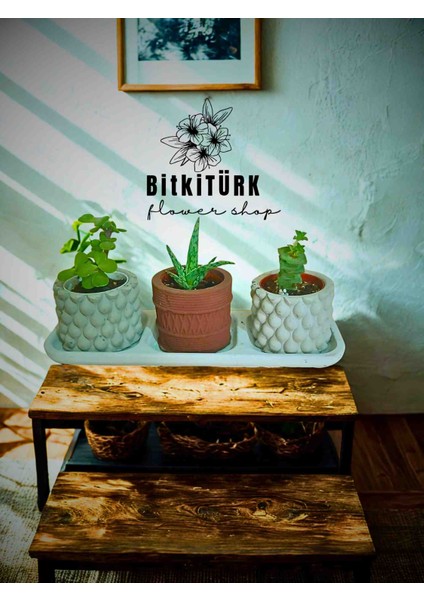 Hediyelik Saksı Kaktüs