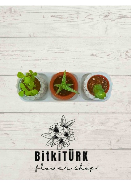 Hediyelik Saksı Kaktüs fiyatları