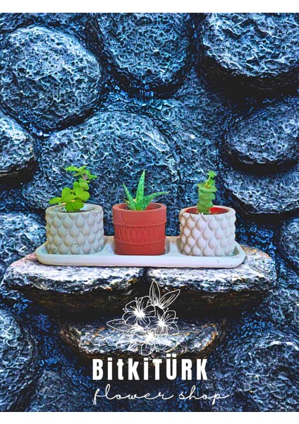 Hediyelik Saksı Kaktüs modelleri