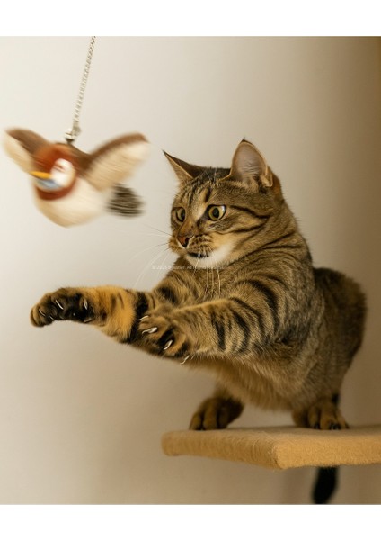 Dokunmatik Sesli Kanat Çırpan Asılabilir Peluş Kuş Kedi Oyuncağı Hareketli Etkileşimli fırsatları