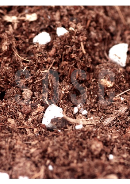 Substrat Mix Ithal Torf Cocopeat Perlit Özel Karışım Saksı Harcı Çiçek ve Bitki Toprağı 5 Lt