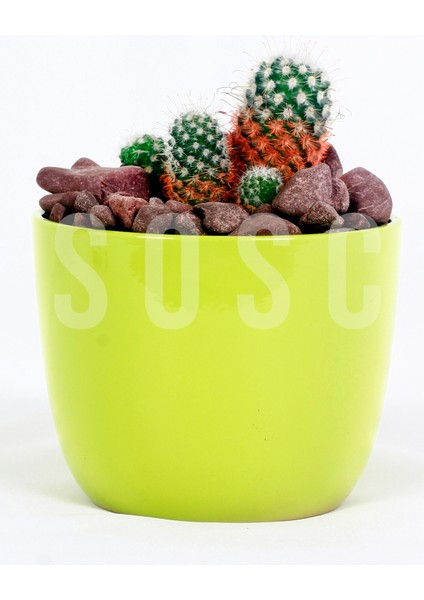 Bordo Çakıl Taşı Dolomit Taşı Bahçe Süsü Akvaryum Taşı Dere Çakıl Taşı 2-3 cm 3 kg fırsatları