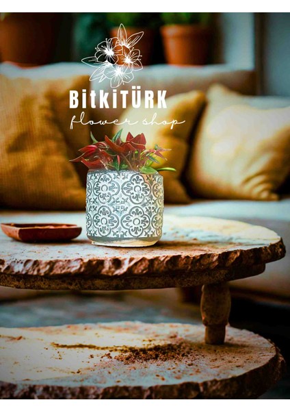 Peperomia Carpeta Özel Tasarım Saksıda