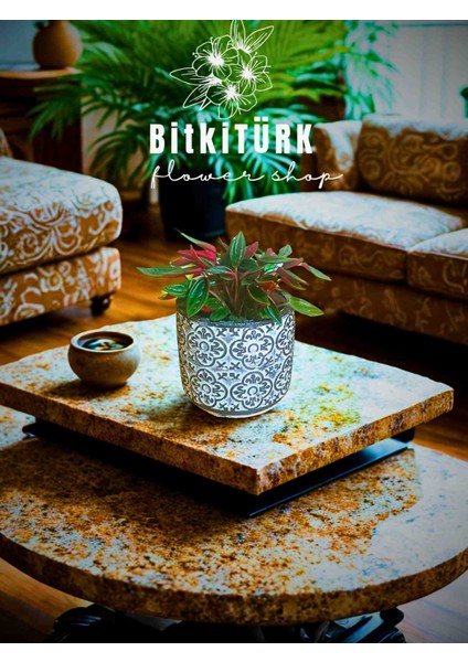 Peperomia Carpeta Özel Tasarım Saksıda fiyatları