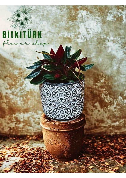 Peperomia Carpeta Özel Tasarım Saksıda modelleri