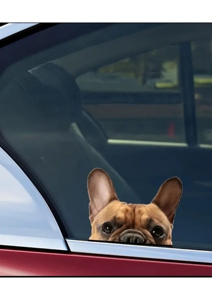 Fransız Bulldog Araba ,motorsiklet, Dizüstü Bilgisayar, Buzdolabı Sticker,etiket,pencere Etiketi fiyatları