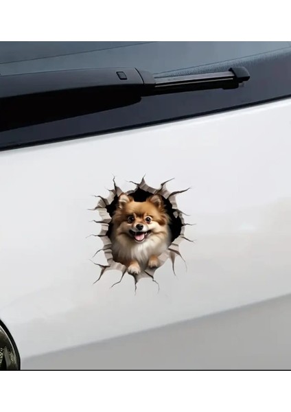 Pomeranian Sevimli, Yapışkanlı, Araba, Laptop Sticker