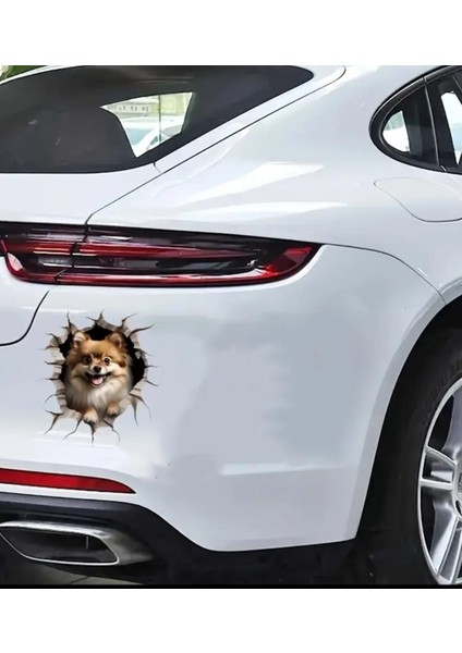 Pomeranian Sevimli, Yapışkanlı, Araba, Laptop Sticker modelleri
