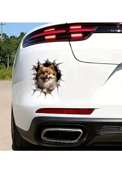 Pomeranian Sevimli, Yapışkanlı, Araba, Laptop Sticker fırsatları