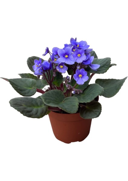Saintpaulia Ionantha 'Blue' (Menekşe Çiçeği)