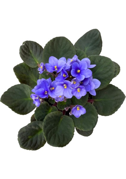 Saintpaulia Ionantha 'Blue' (Menekşe Çiçeği) fiyatları