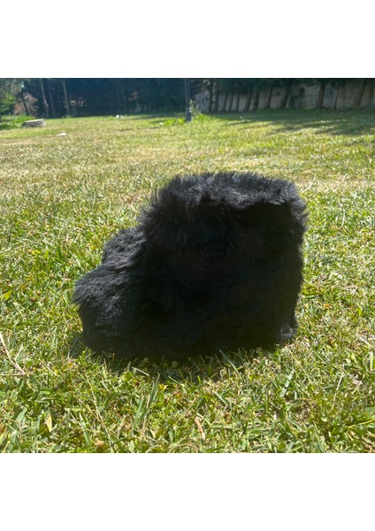 Elisha Ev Botu Ithal Peluş Uzun Tüylü