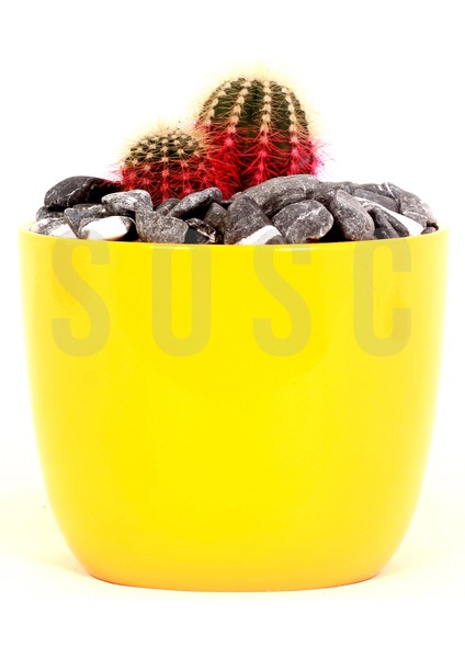 Kırçılı Çakıl Taşı Dolomit Taşı Bahçe Süsü Akvaryum Taşı Dere Çakıl Taşı 1-2 Cm1 kg modelleri