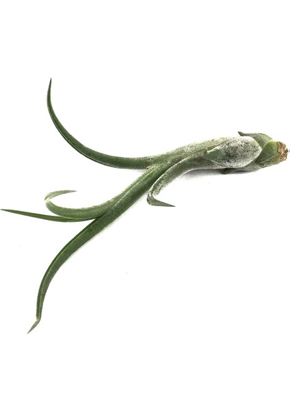 Tillandsia Caput 'Medusae' (Hava Bitkisi)