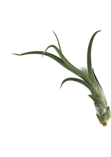 Tillandsia Caput 'Medusae' (Hava Bitkisi) fiyatları