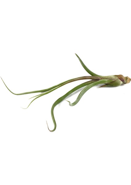 Tillandsia Baileyi (Hava Bitkisi)