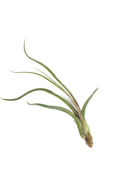 Tillandsia Baileyi (Hava Bitkisi) fiyatları