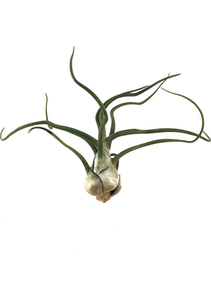 Tillandsia Bulbosa (Hava Bitkisi)