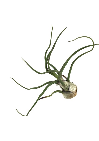 Tillandsia Bulbosa (Hava Bitkisi) fiyatları