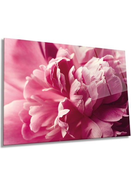 Pembe Şakayık Çiçeği Yatay Cam Tablo, Doğa, Ev ve Ofis Duvar Dekoru, Lüks Hediyelik