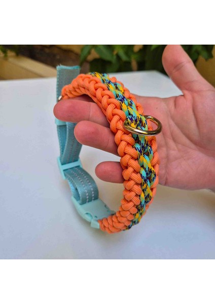 İbiza Köpek Boyun Tasma fiyatları