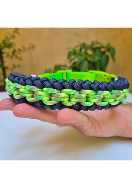 Tasma boyun tasması