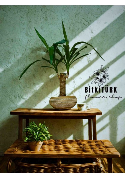 - Yukka Bitkisi ( 55 60 cm ) Özel Tasarım Beton Saksıda