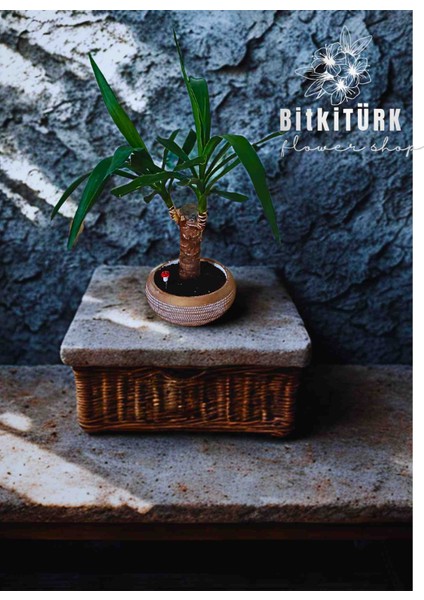 - Yukka Bitkisi ( 55 60 cm ) Özel Tasarım Beton Saksıda fiyatları