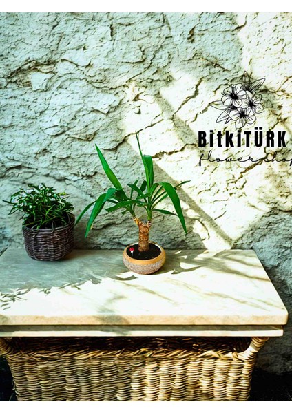 - Yukka Bitkisi ( 55 60 cm ) Özel Tasarım Beton Saksıda modelleri