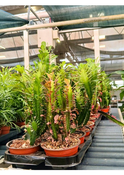 - Euphorbia Trigona Afrika Süt Çiçeği) fiyatları