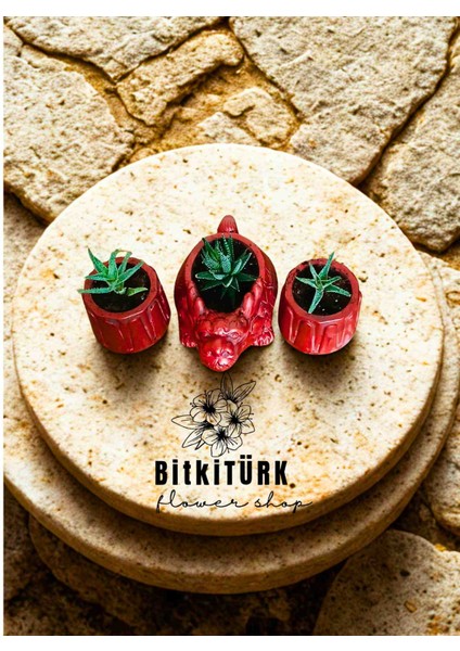 -Bakır Efektli Ejderha & Kaktüs Seti – 3 Huwarthia | Beton Saksıda Özel Tasarım fiyatları